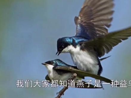 燕子寓意着春天的到来,是美好的,因此,燕子到家里来也充分预示着家里将要有好的改变。