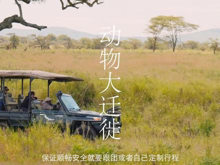 非洲04|非洲动物大迁徙攻略来啦#解锁夏日旅行的100种玩法 、#好好旅行节 #非洲