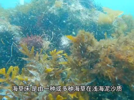 君哥地理《随波飘摇的海草,长成“床”有啥大作用》