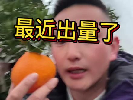 最近出货量起来了,不要等掉价,以在低估期#老实人说老实话 #耙耙柑