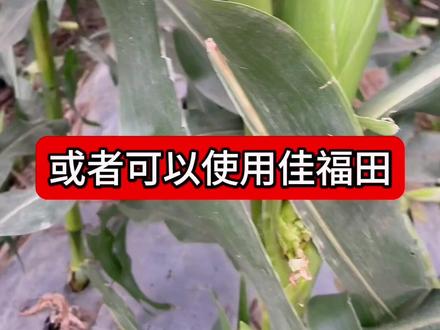 甜玉米预防霜冻和寒潮,方法和材料在此,对部分作物同样见效#新农人计划2023 #三农 #抖音助农 #玉米种植 #关注我每天为你分享更多农业知识