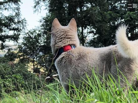 担心狗狗走丢,担心上山看不见猎狗,定位器可以让你掌握狗狗行踪 #定位器 #狗狗 #猎狗 #猎犬 #下司犬