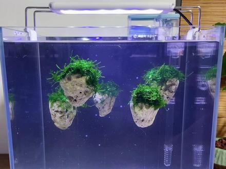 如何开一个的个性鱼缸!悬浮石头鱼缸造景开缸!如果你也喜欢养鱼造景!在家也可以试试~#新手养鱼 #开缸 #水族 #鱼缸造景 #养鱼日记