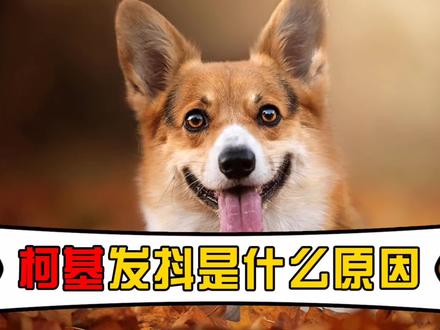 柯基发抖是什么原因?铲屎官查明真相了吗#萌宠 #狗狗