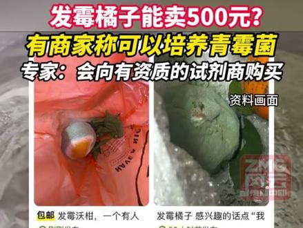 发霉橘子能卖500元?有商家称可以培养青霉菌。专家:会向有资质的试剂商购买。#ZMG风云传播中心 #浙江经视