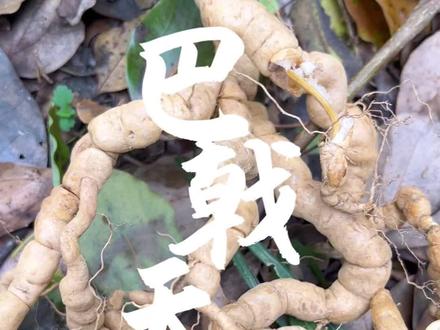 不凋草巴戟天 #植物科普 #大自然的馈赠 #这个野果子有认识的吗