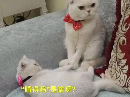 脸皮最厚的猫…