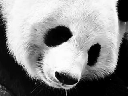 真的没想到,香果和半半终究还是没能撑过去 #大熊猫 #大熊猫香果 #大熊猫半半 #来这吸熊猫 #国宝不愧是国宝