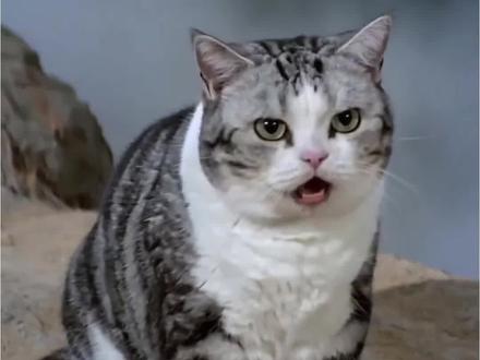 接下来我就不客气了ai特效教程来了~猫咪ai武侠视频教程,接下来我就不客气了电影制作教程,接下来我就不客气了特效ai指令~接下来我就不客气了ai入口 接下来我就不客气了ai入口 猫咪不客气啦 #猫咪武打搞笑视频 #接下来我就不客气了猫咪 #ai合成猫咪武打片 #AI分身戏精大赛 #我的AI分身杀疯了 接下来我就不客气了猫咪 接下来我就不客气了特效 功夫猫 小猫李哈哈武打视频 李哈哈一家搞笑时刻 猫咪李哈哈后续剧情 猫咪李哈哈经典片段 邵氏ai 猫咪武打搞笑视频 接下来我就不客气了ai入口 猫咪不客气啦 接下来我就不客气了ai教程 接下来我就不客气了ai入口 接下来我就不客气了ai同款 接下来我就不客气了ai口令 接下来我就不客气了 接下来我就不客气了ai 接下来我就不客气了ai生成 接下来我就不客气了ai提示词 接下来我就不客气了原版 接下来我就不客气了电影 接下来我就不客气了 接下来我就不客气了原版 接下来我就不客气了ai特效 接下来我就不客气了电影 接下来我就不客气了ai 接下来我就不客气了模板 接下来我就不客气了指令 接下来我就不客气了ai教程 接下来我就不客气了特效 接下来我就不客气了ai