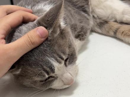 闪电生病了… #我和我的猫 #让小猫成为你心里的一根刺吧