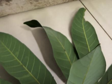 臭屁虫排卵
臭屁虫卵才是精华所在