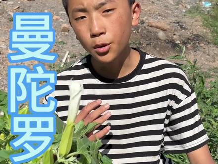 你可千万不要叫这个可是曼陀罗他克是有毒的,不能吃不能乱用#曼陀罗#原创视频#大自然的馈赠