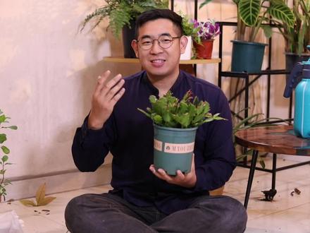 蟹爪兰怎么养?园艺师教你,蟹爪兰的详细养护技巧#养花