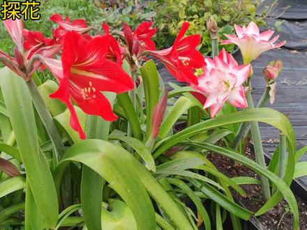 洋朱和土朱的详细对比,你们觉得那个更优秀 #养花修心 #朱顶红 #一花一草一世界