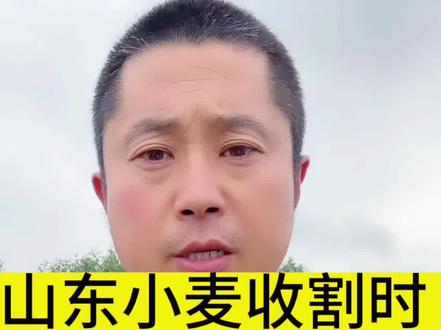 小麦连续三天的降雨,未及时收割,出现了黑穗,发芽,造成严重减产#小麦 #小麦发芽 #小麦价格