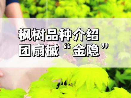 枫树品种介绍-团扇槭“金隐”#枫树品种介绍 #枫树 #金隐 #园艺 #枫树金隐 #日本枫树 #绿植花卉