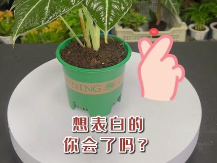 5款适合办公桌上摆放的绿植,最后2个爱了爱了#爱生活爱养花 #室内盆栽 #花卉绿植