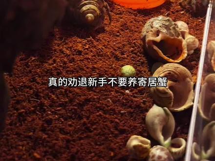 我说的对吗?#爬宠 #寄居蟹的生活 #寄居蟹 #异宠