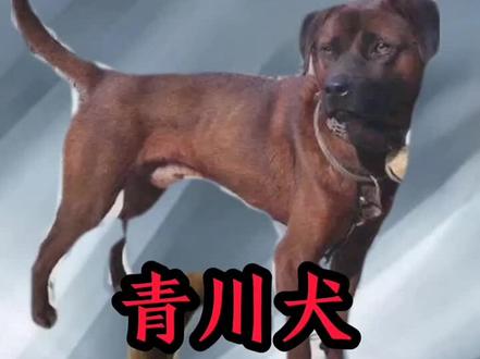 #实战猎犬 #青川猎犬 #猎犬热爱 #护农狩猎队 #凉山猎犬 本号不定期更新猎犬知识,
四大名猎之青川猎犬。