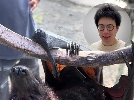 飞天小狗-果蝠 又叫狐蝠,虽然看上去像是晚上回去吸血,但实际上完全是吃素的,所以说动物不可貌相#动物世界 #自然科普 #享福了