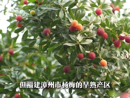 “泡药杨梅”是怎么回事?今年的杨梅还能吃吗? #满级吃商通关赛 #杨梅 #水果 #食品安全