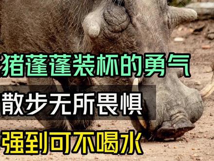 非洲老六疣猪,敢在狮院长面前散步,谁给的勇气?#神奇动物在抖音 #动物科普 #动物世界 #奇妙的动物 #疣猪