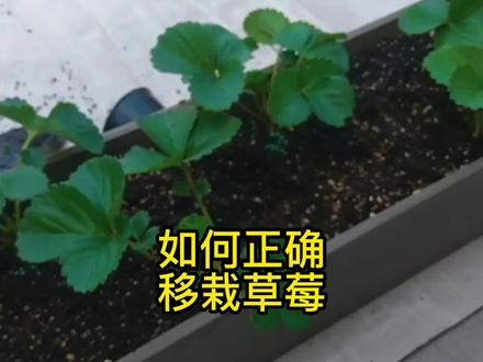 正确的草莓种植方法,草莓移栽保姆级教程。#草莓种植#草莓盆栽种植方法 #家庭种植 #阳台盆栽 #草莓