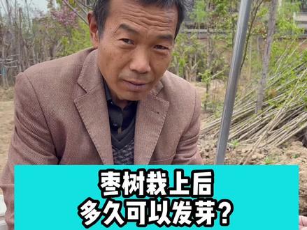 枣树种植后多久可以发芽?#枣树种植#果树种植 #枣树苗 #农业技术 #三农