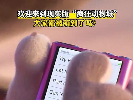 欢迎来到现实版“疯狂动物城”~大家都被萌到了吗?#误入了毛茸茸的疯狂动物城 #动物园 #萌成啥样了 #大熊猫