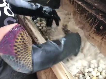 高清蚕茧抽丝机抽丝过程,娴熟的手法,高效的机器,完胜人工剥茧!#传统工艺 #蚕丝被