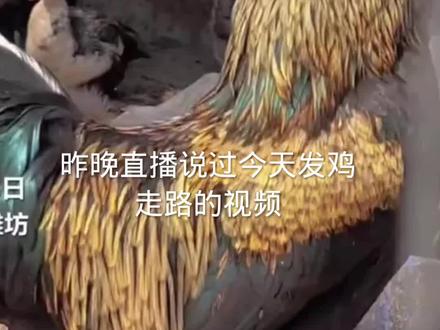 暗劲形意拳教学,鸡步。#形意拳 #中华武术博大精深 #内家拳 #劈拳