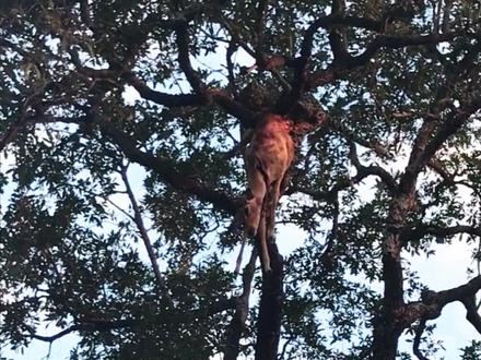 当花豹的猎物从枝头坠落,面对鬣狗强势夺食,就是雄豹也无力挽救