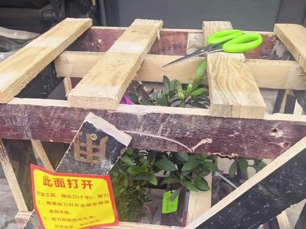 新买的品种 萌华 扭扭制作提篮 #皋月杜鹃花盆景 #皋月杜鹃 #皋月杜鹃修剪 #养花人的乐趣