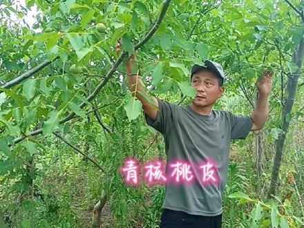 青核桃皮作用厉害了,学到就是赚到#三农分享官#带你看三农 #农村生活