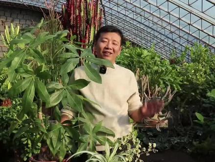 发财树冬天能不能修剪?符合“条件”剪几刀,春季就能“爆新芽” #园艺花卉 #植物