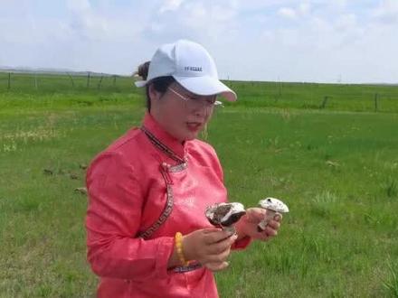 草原白蘑采起来,#带你去旅行 #草原#采蘑菇