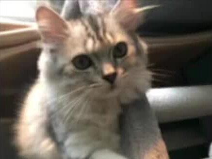 35分钟G.E.M.热门歌曲合集!#邓紫棋#热门音乐🔥 #歌曲分享 #创作者中心 #创作灵感