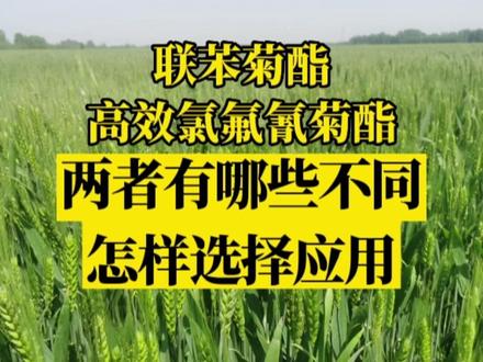 联苯菊酯和高效氯氟氰菊酯有哪些不同,哪种杀虫效果更好,怎样选择应用?#抖音助农 #农业种植 #病虫害防治 #来抖音学农技 #农资肥料 @抖音三农