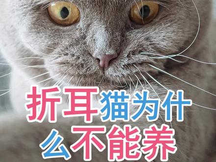 折耳猫为什么不能养?#养猫 #猫知识 #养猫新手 #记录猫咪日常 #喵星人 #萌宠 #猫咪的迷惑行为 @抖音小助手