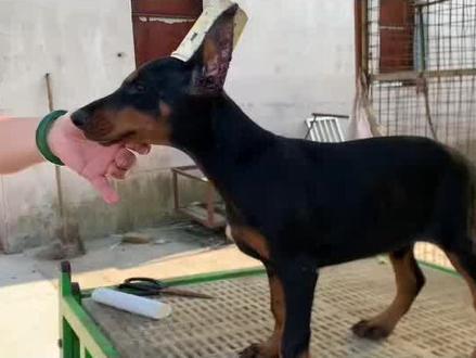 淘只美系杜宾,你可能小赚别人永远不亏#杜宾 #杜宾犬 #杜宾幼犬 #美系杜宾 #德系杜宾