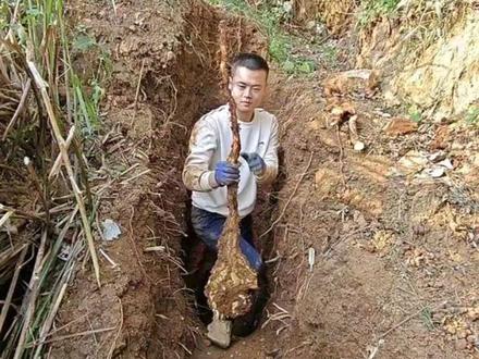 粉丝包坑第七期 7.5斤也是让董事长拿下了#野山山药#风铃山药#感谢大自然的馈赠