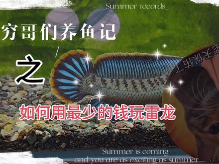 #雷龙鱼 #鱼缸 #实用冷知识 最少的价格玩雷龙!新手必看,不花一分冤枉钱