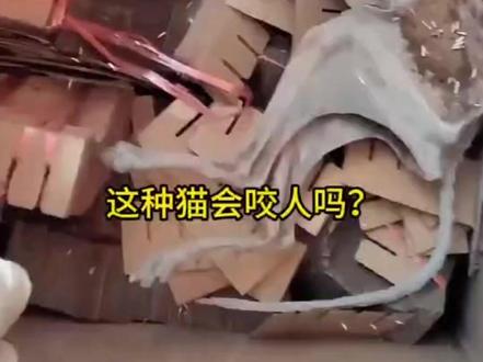 “这猫咬人吗” #请记住这个猫猫 #神奇的动物在抖音 #动物 #猫咪的迷惑行为