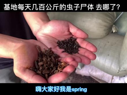 黑水虻孵化基地每天都会产生几百公斤的虫子尸体可以做什么呢?#黑水虻孵化 #农业 #昆虫