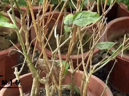 买的茉莉花为什么总养不活,老花农一语道破原因,并提出养活方法#三农 #盆栽 #分享家庭养花知识