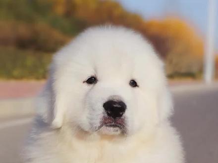 大白熊就像一个大娃娃一样,抱着超温暖#大白熊 #狗狗 #萌宠 #宠物