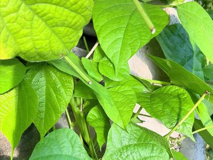 扁豆的种植你知道多少!#种植 #阳台种植