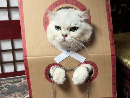 渣男!斩立决! #后宫猫#萌宠出道计划 #猫咪变装 #猫咪短剧#短剧推荐