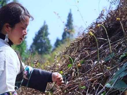 山野馈赠,新鲜蕨菜凉拌吃,吃不完晒干存,四季都有家乡味。#走挖野菜去 #抖音新农人 #新农人计划2026 #春日美食大赏 #蕨菜 #春日撒野指南