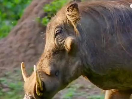 #野猪零距离 伤害人类,国家终于出手了,农民拍手叫好。
